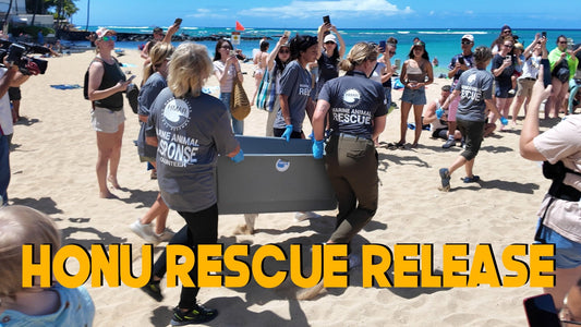 Hawai'i Marine and Animal Rescue April 10th 2025